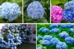 How to Grow Blue Hydrangeas With Brilliant Color