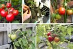 How to Start Tomatoes Indoors for Early Harvests