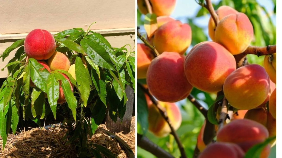 Planting a Donut Peach Tree and Reviving the Garden: A Day of Rewarding Yard Work