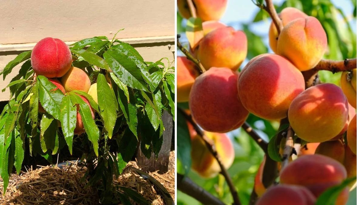 Planting a Donut Peach Tree and Reviving the Garden: A Day of Rewarding Yard Work