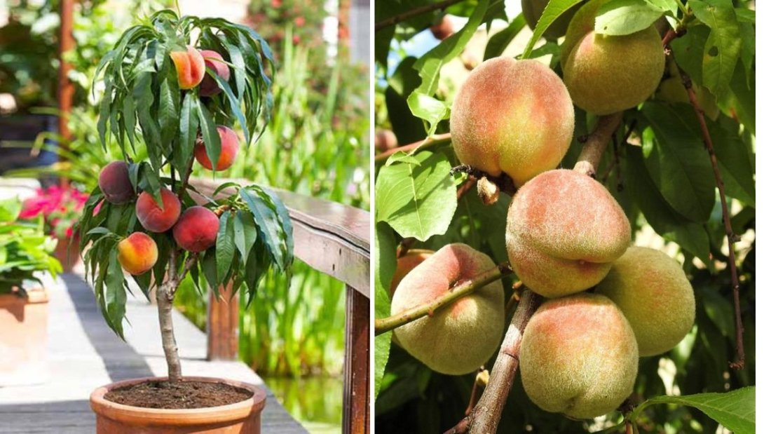 How to Grow Your Own Peach or Nectarine Tree at Home (Easy Yellow Variety Method)