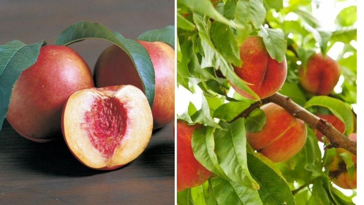 Homegrown Fruit Garden Harvest: Discovering the Delight of the Arctic Jay White Nectarine