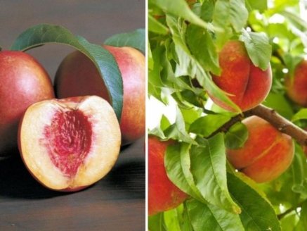 Homegrown Fruit Garden Harvest: Discovering the Delight of the Arctic Jay White Nectarine