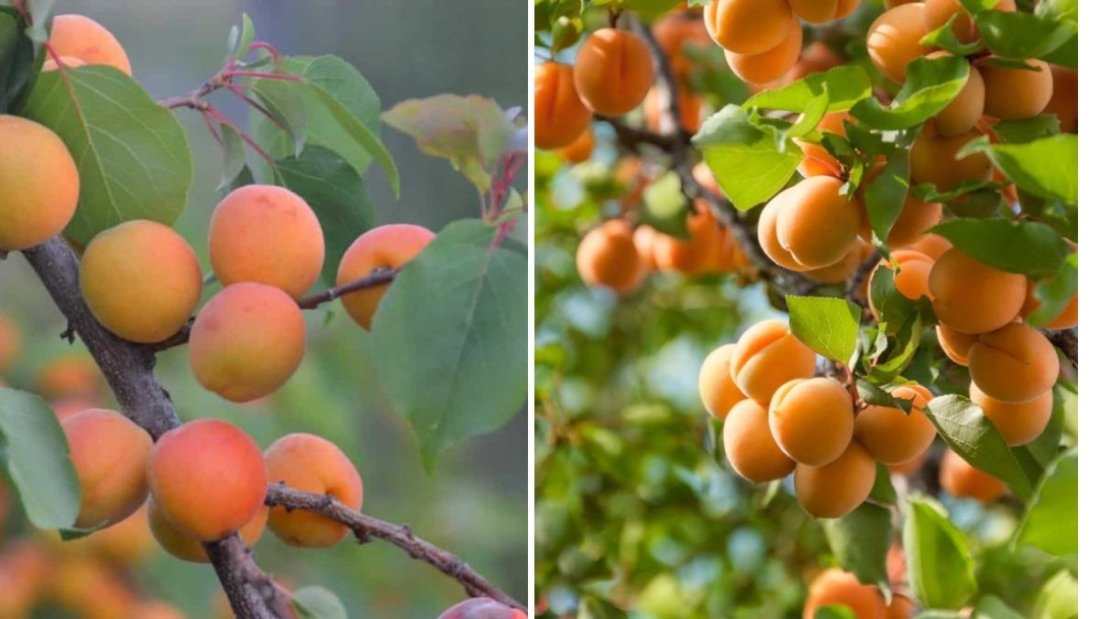 Protecting Your Moorpark Apricots: How to Stop Parrots from Damaging Your Fruit Trees
