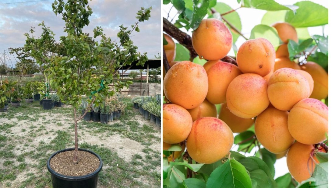 Growing the Tilton Apricot: A Complete Guide to Cultivating One of the Best All-Purpose Apricot Varieties