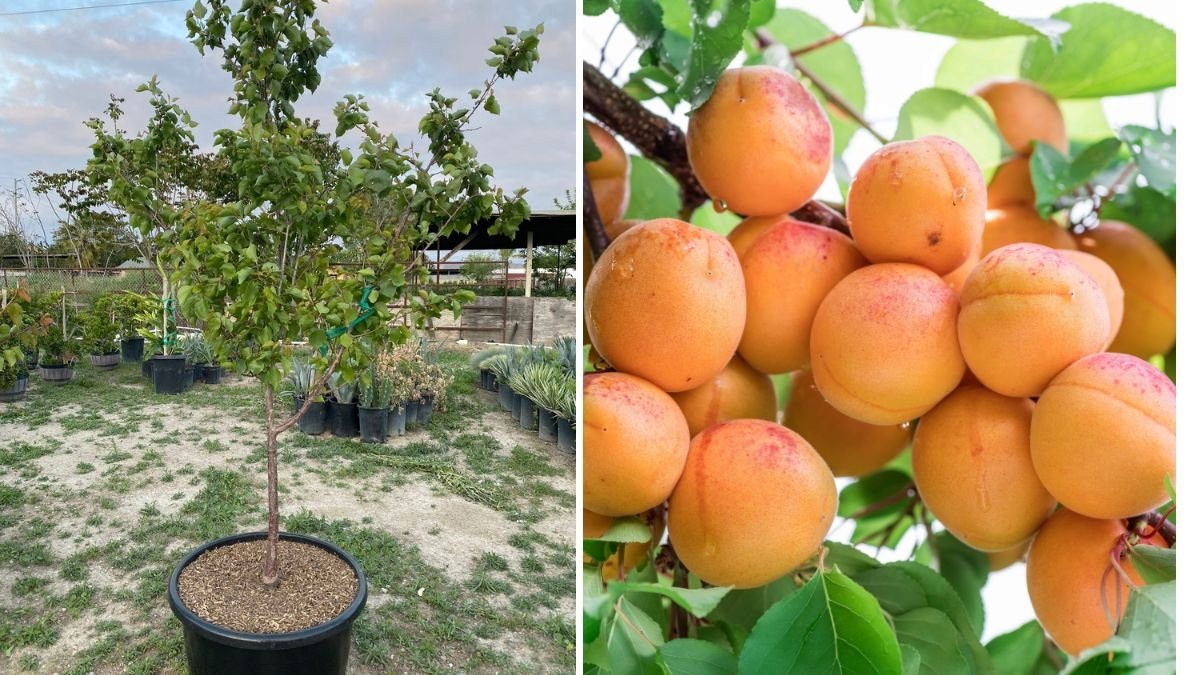Growing the Tilton Apricot: A Complete Guide to Cultivating One of the Best All-Purpose Apricot Varieties