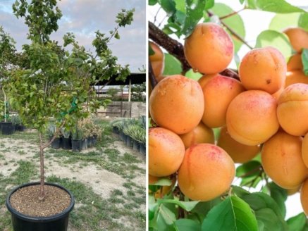 Growing the Tilton Apricot: A Complete Guide to Cultivating One of the Best All-Purpose Apricot Varieties