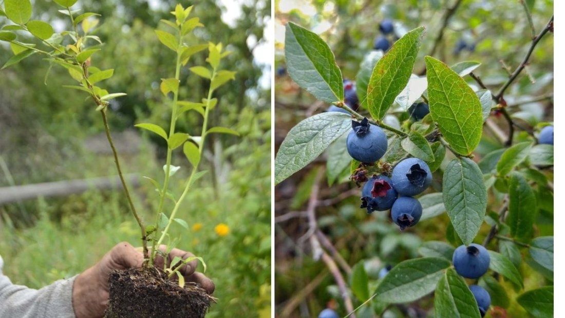 How to Grow and Care for Lowbush Blueberries: A Complete Home Gardener’s Guide