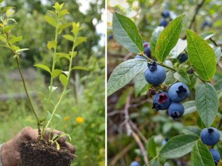 How to Grow and Care for Lowbush Blueberries: A Complete Home Gardener’s Guide
