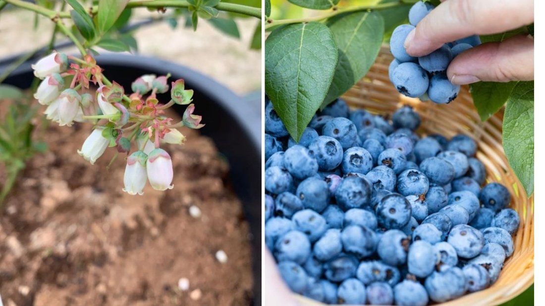 The Complete Guide to Growing Blueberry (Rabbiteye): Tips, Care, and Harvesting for Abundant Yields