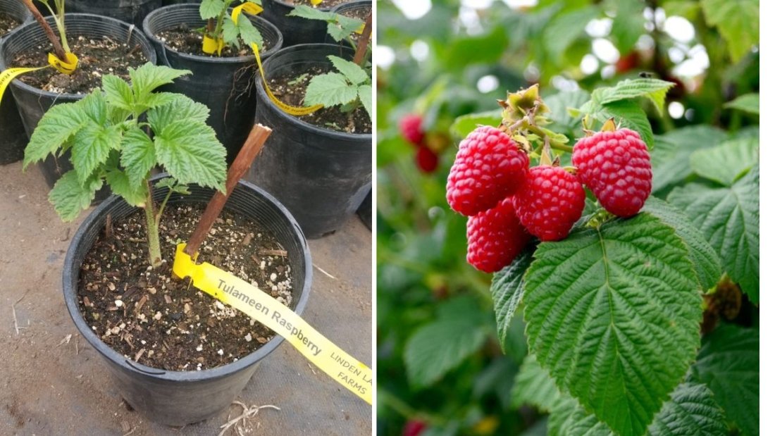 Watch This Before Planting Raspberries: The Complete Guide to Growing and Pruning Fall-Bearing Heritage Raspberries (Red)