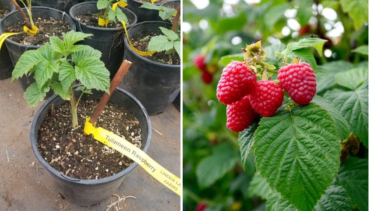 Watch This Before Planting Raspberries: The Complete Guide to Growing and Pruning Fall-Bearing Heritage Raspberries (Red)