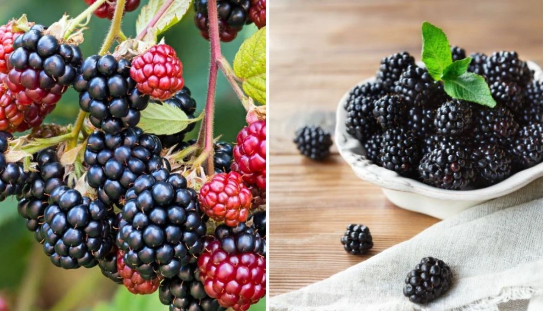Plant Raspberries and Blackberries Now and Double Your Berry Harvest: The Ultimate Guide to Timing, Planting, and Care