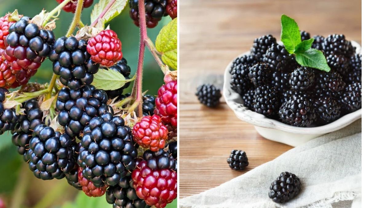Plant Raspberries and Blackberries Now and Double Your Berry Harvest: The Ultimate Guide to Timing, Planting, and Care