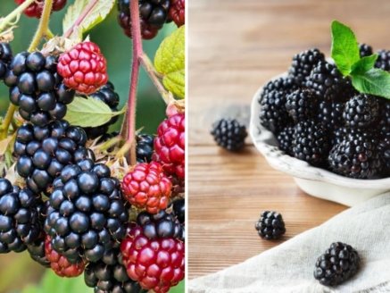 Plant Raspberries and Blackberries Now and Double Your Berry Harvest: The Ultimate Guide to Timing, Planting, and Care