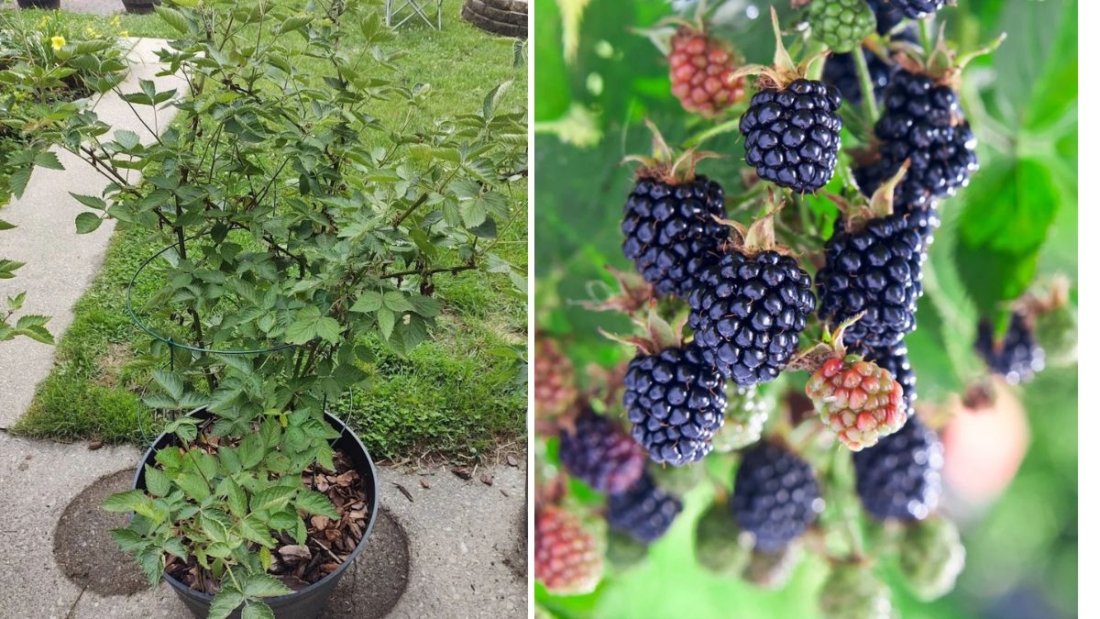 How to Grow Thornless Blackberries: A Complete Guide to Sweet, Easy Harvests