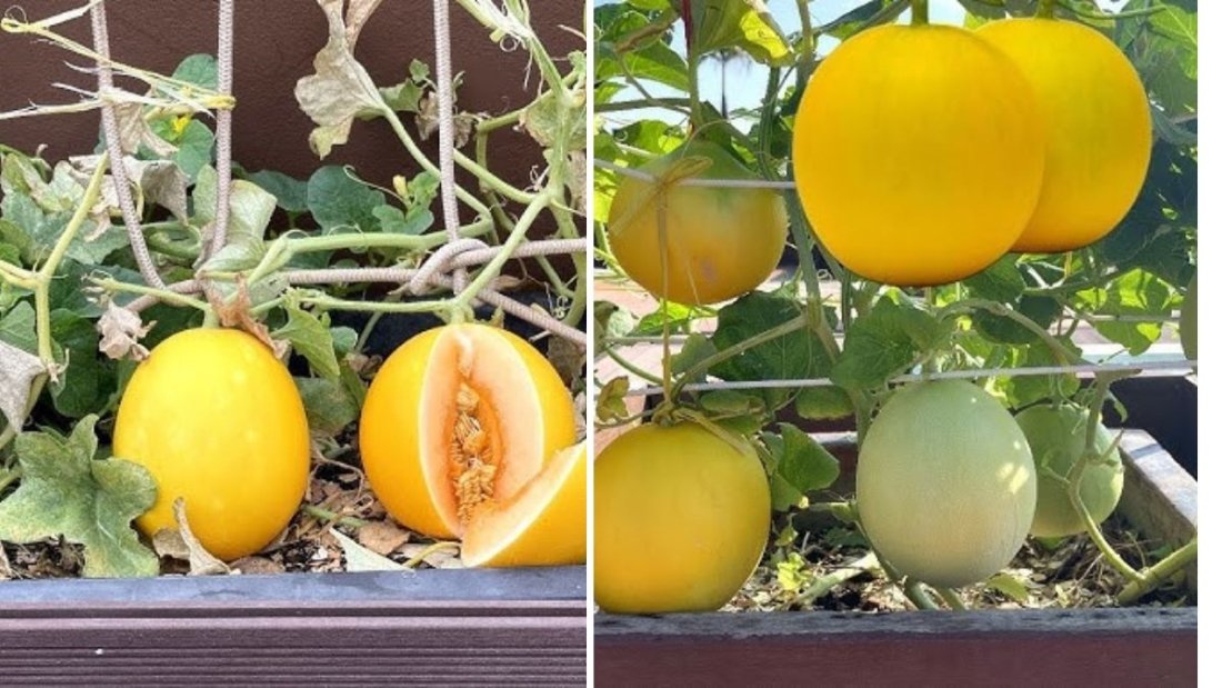 Mastering Honeydew Melon Cultivation: How to Grow Sweet, Juicy Melons Inside the Greenhouse