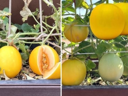 Mastering Honeydew Melon Cultivation: How to Grow Sweet, Juicy Melons Inside the Greenhouse