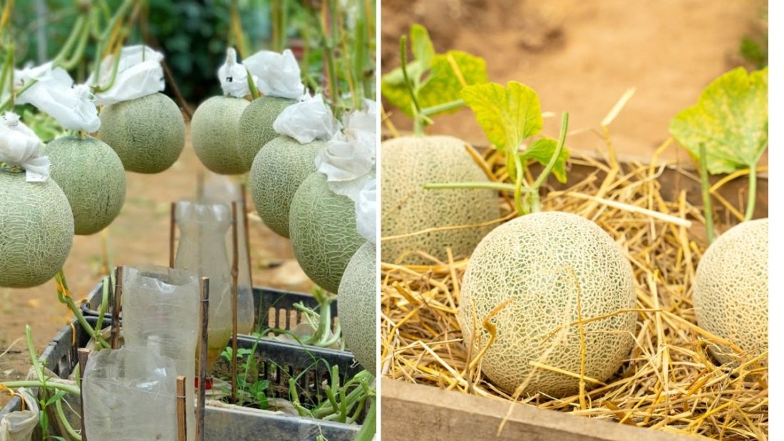 How to Grow Big, Sweet Orange-Flesh Melons in Hanging Plastic Bowls on Your Terrace