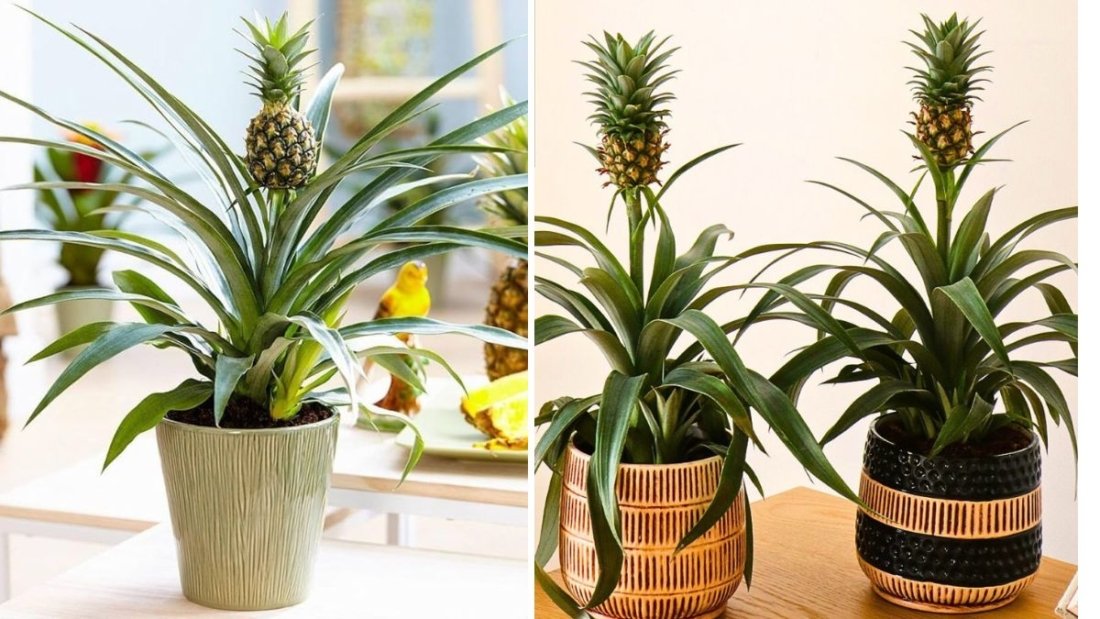 How to Grow a Pineapple from Its Top — The Foolproof Guide to Growing Smooth Cayenne Pineapples at Home