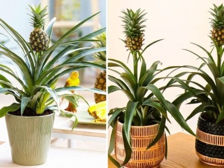 How to Grow a Pineapple from Its Top — The Foolproof Guide to Growing Smooth Cayenne Pineapples at Home
