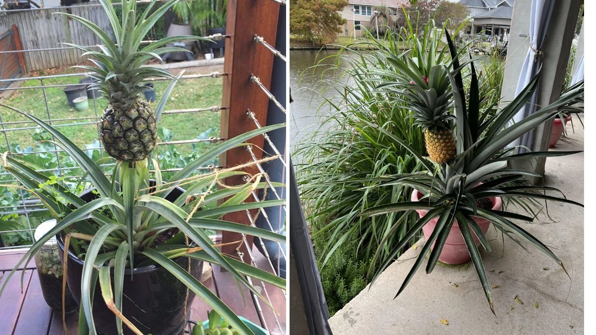 The Ultimate Guide to Growing Pineapple at Queen Annie’s Place: A Tropical Delight from Your Own Garden
