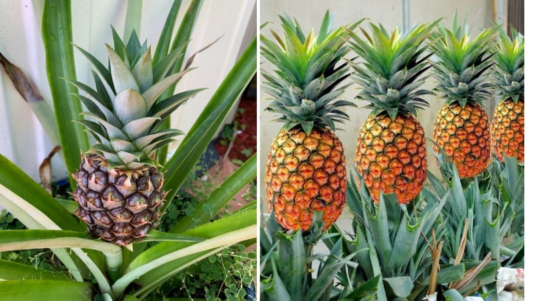 10 Expert Tips for Growing Pineapples Super Fast from Discarded Tops You Can’t Ignore!