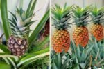 10 Expert Tips for Growing Pineapples Super Fast from Discarded Tops You Can’t Ignore!