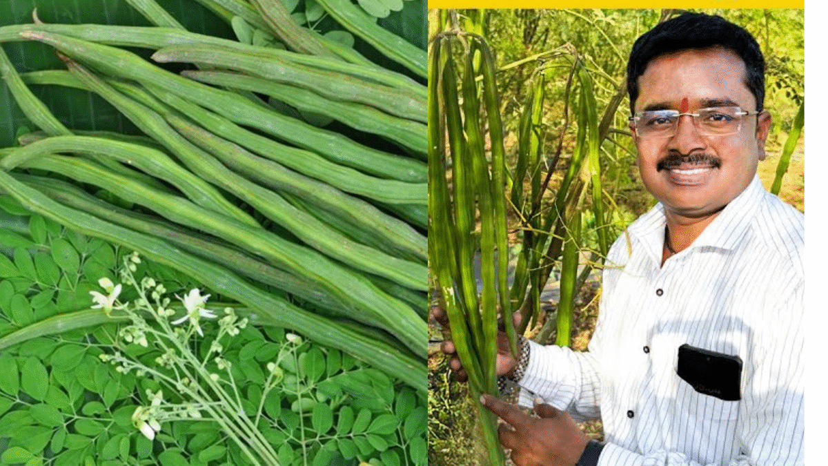 Why Your Dragon Fruit Isn’t Fruiting and How to Fix It (17)