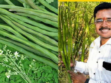 Why Your Dragon Fruit Isn’t Fruiting and How to Fix It (17)