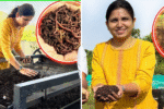She Left a Government Job for the Soil: How a Young Woman Built a Rs 50 Lakh Vermicompost Business in Rural Maharashtra