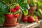 How to Grow Strawberries in Pots at Home: Complete Beginner Guide