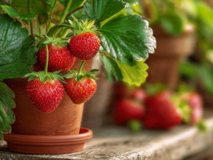 How to Grow Strawberries in Pots at Home: Complete Beginner Guide