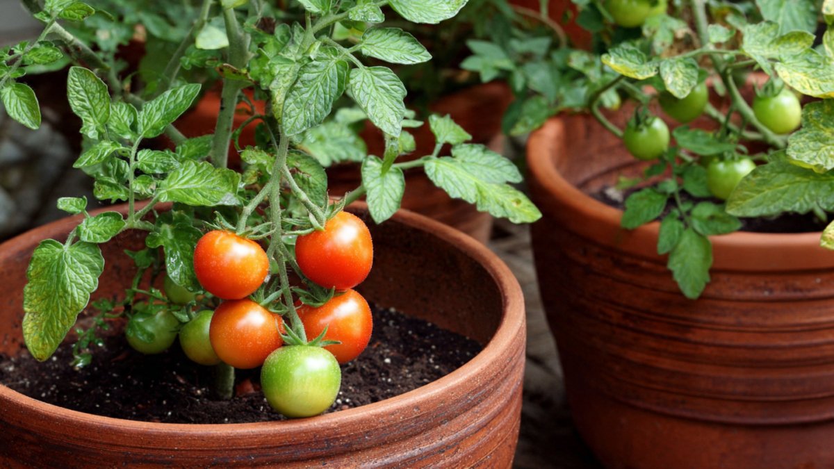 How to Grow Tomatoes in Pots, Garden, and Containers: Step-by-Step Guide for Beginners