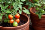 How to Grow Tomatoes in Pots, Garden, and Containers: Step-by-Step Guide for Beginners