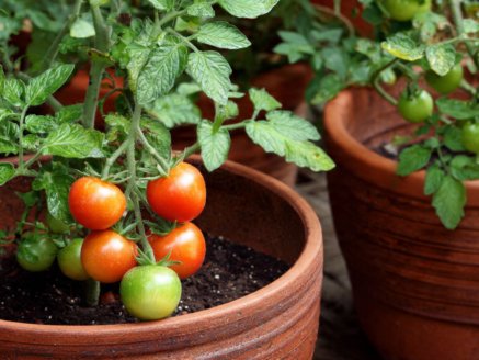 How to Grow Tomatoes in Pots, Garden, and Containers: Step-by-Step Guide for Beginners